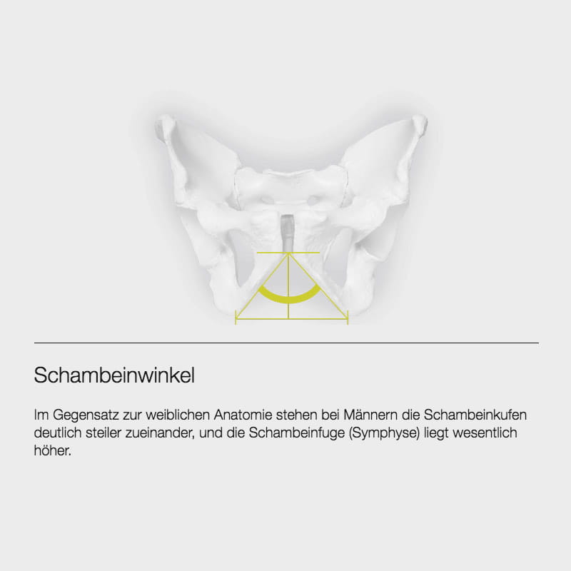 ergon-schambeinwinkel