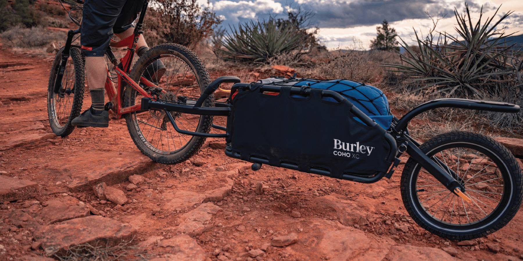 Burley